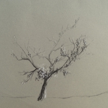 Vieux-pommier Vieux-pommier